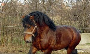 Где живут лошади, сколько весит взрослый конь, как посчитать его вес?